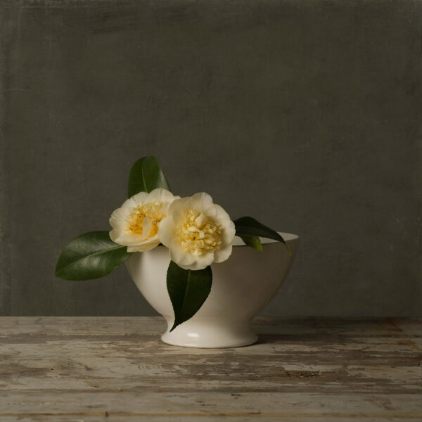 Tineke-Stoffels-Camelia-TSO-143