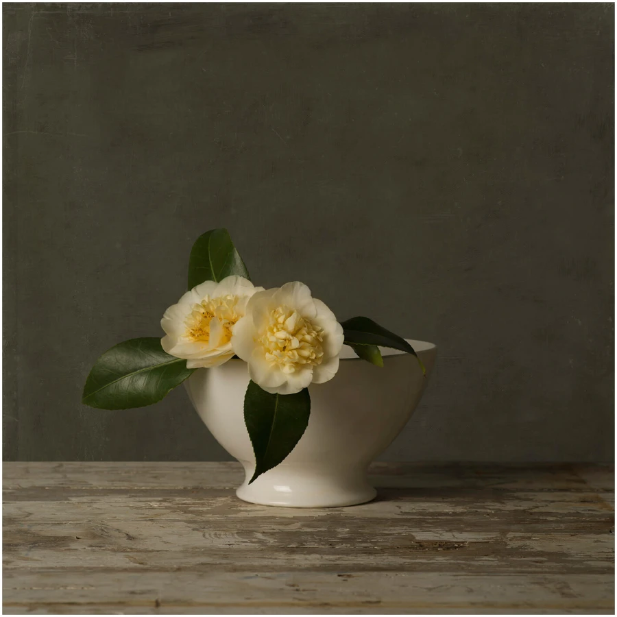 Tineke-Stoffels-Camelia-TSO-143