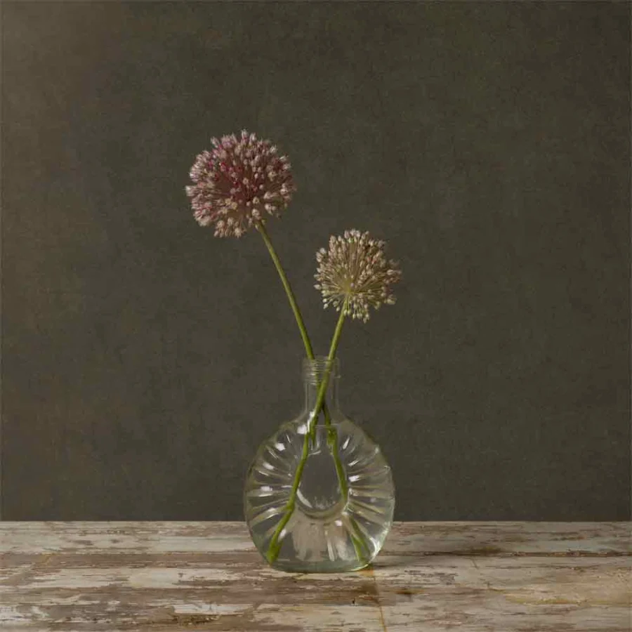 Allium
